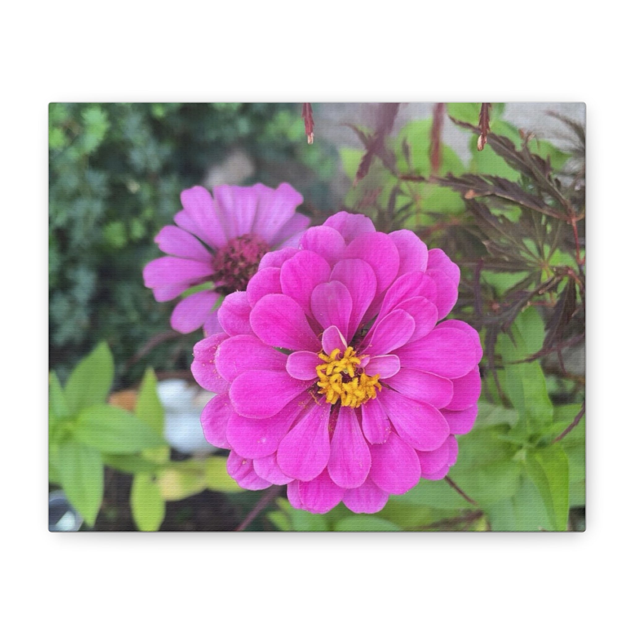 Pink Zinnia Floral Canvas Print — Matte Stretched Wall Art