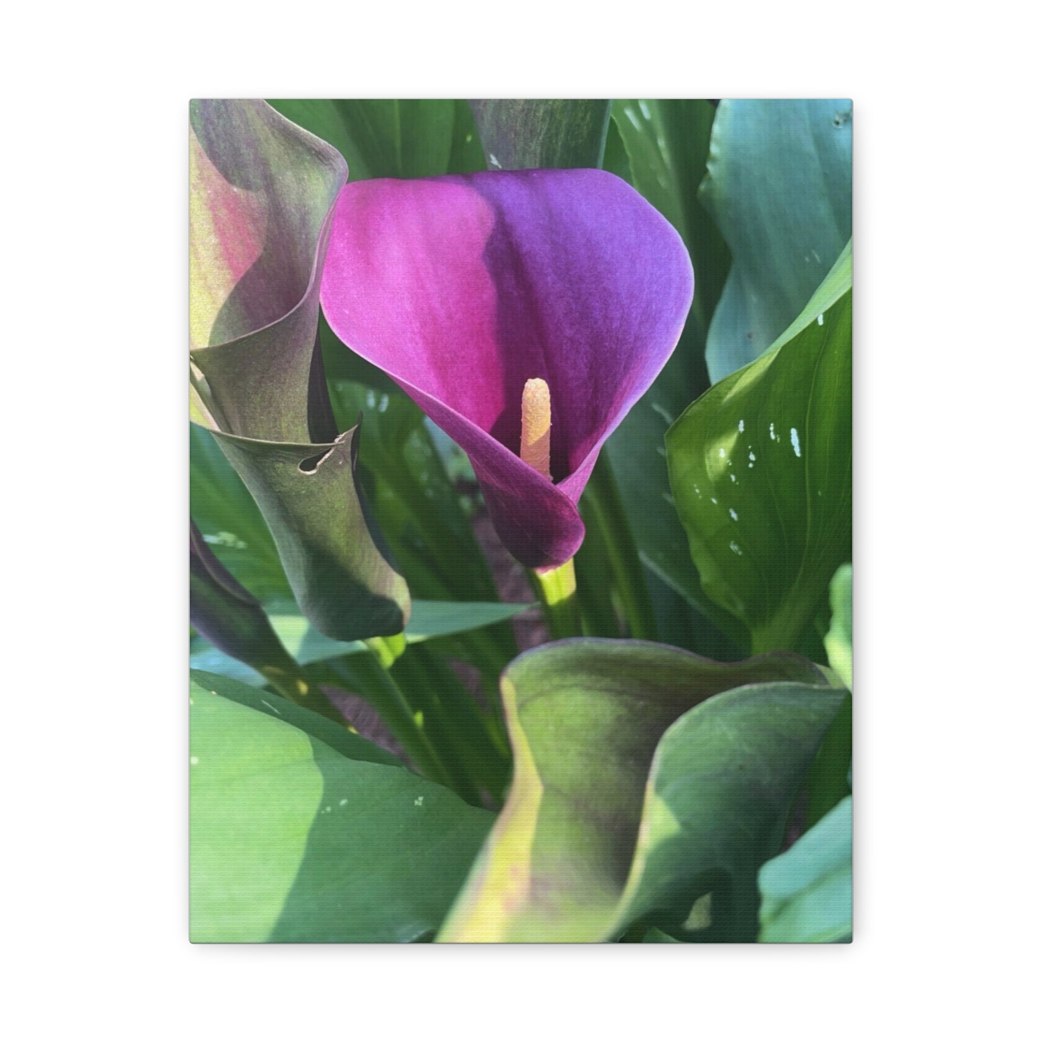 Purple Calla Lily Canvas Wall Art — Stretched Matte Floral Print