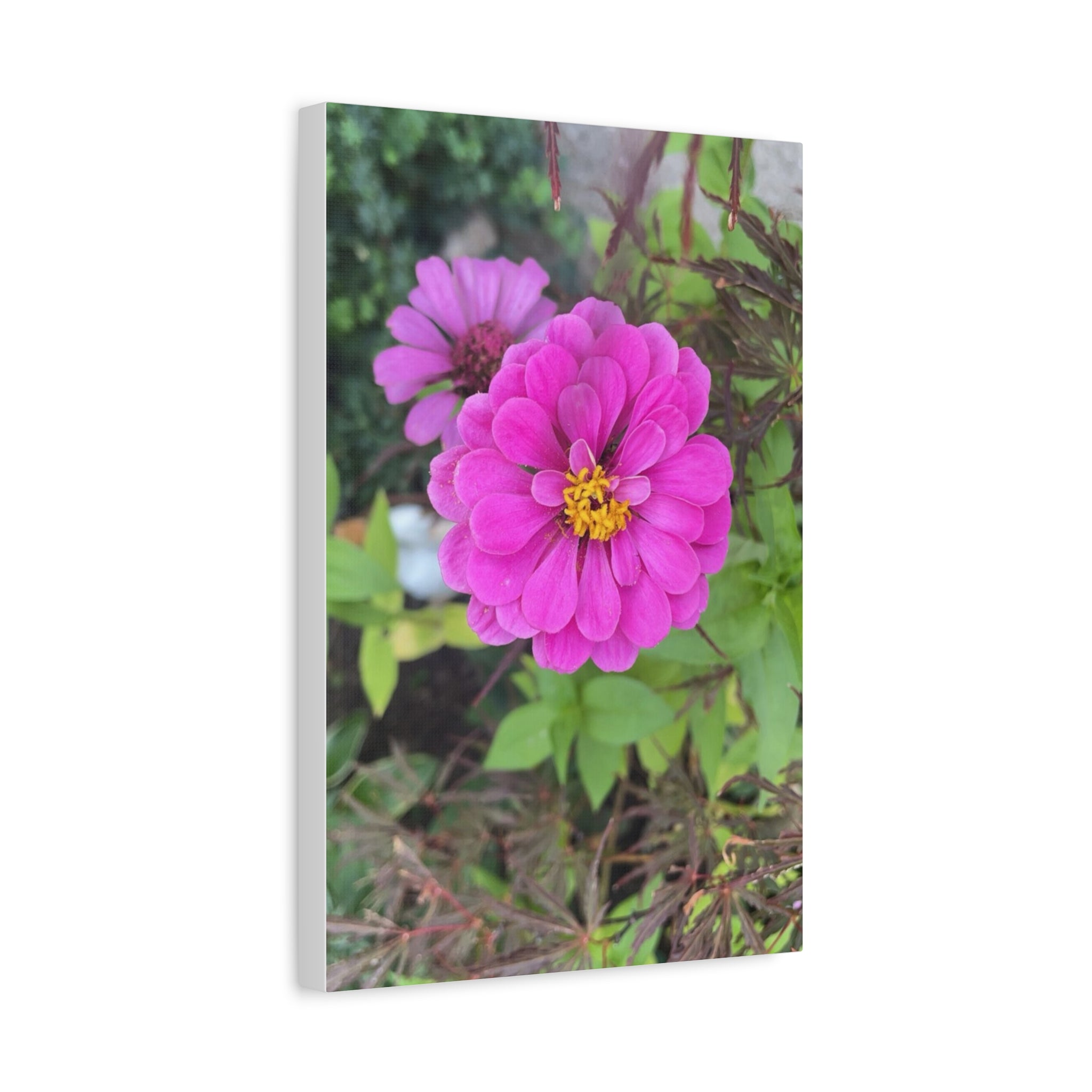 Pink Zinnia Floral Canvas Print — Matte Stretched Wall Art