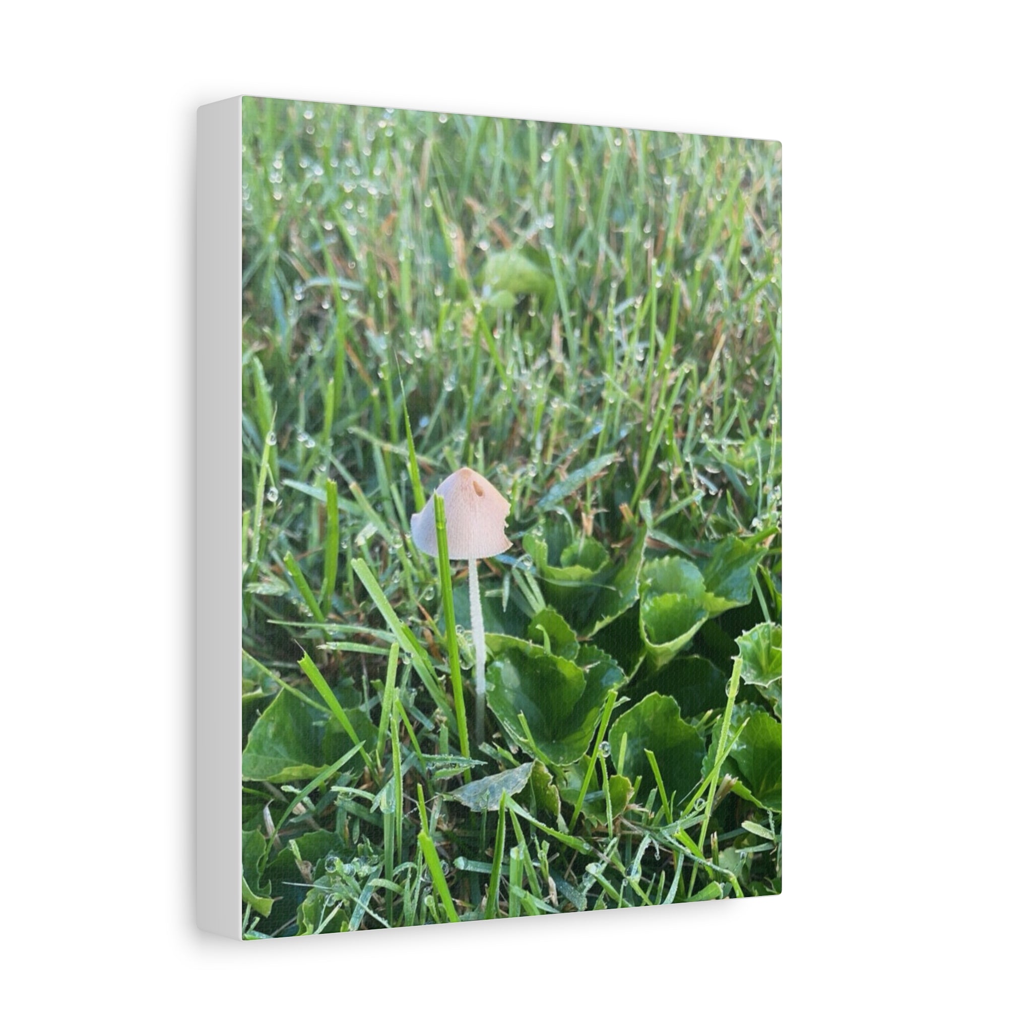 Mushroom in Grass Matte Canvas Wall Art – Nature Photography, Stretched 1.25"