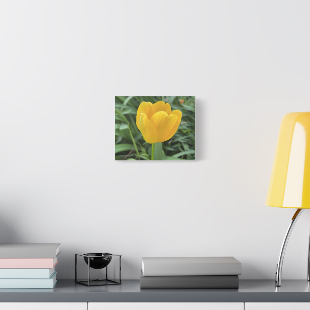 Yellow Tulip Canvas Print — Spring Floral Wall Art, Matte Stretched 1.25"