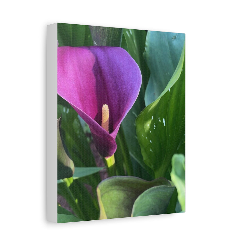 Purple Calla Lily Canvas Wall Art — Stretched Matte Floral Print