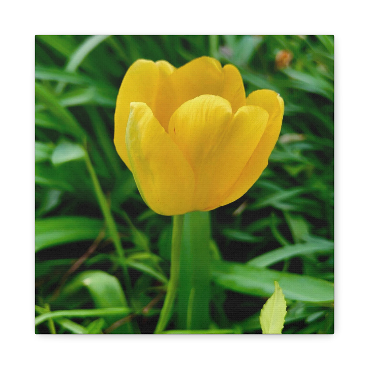 Yellow Tulip Canvas Print