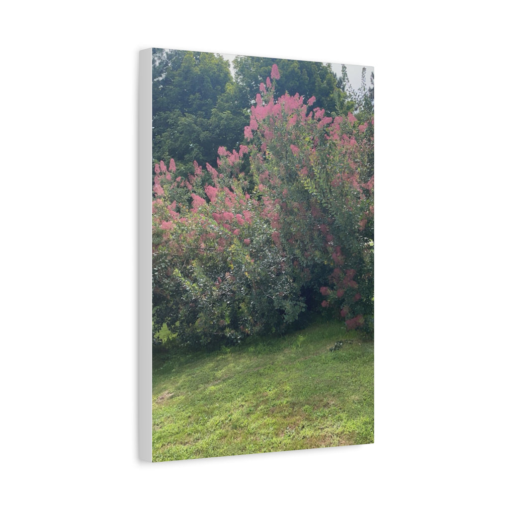 Smoke Bush Matte Canvas Print — Stretched 1.25" Wall Art