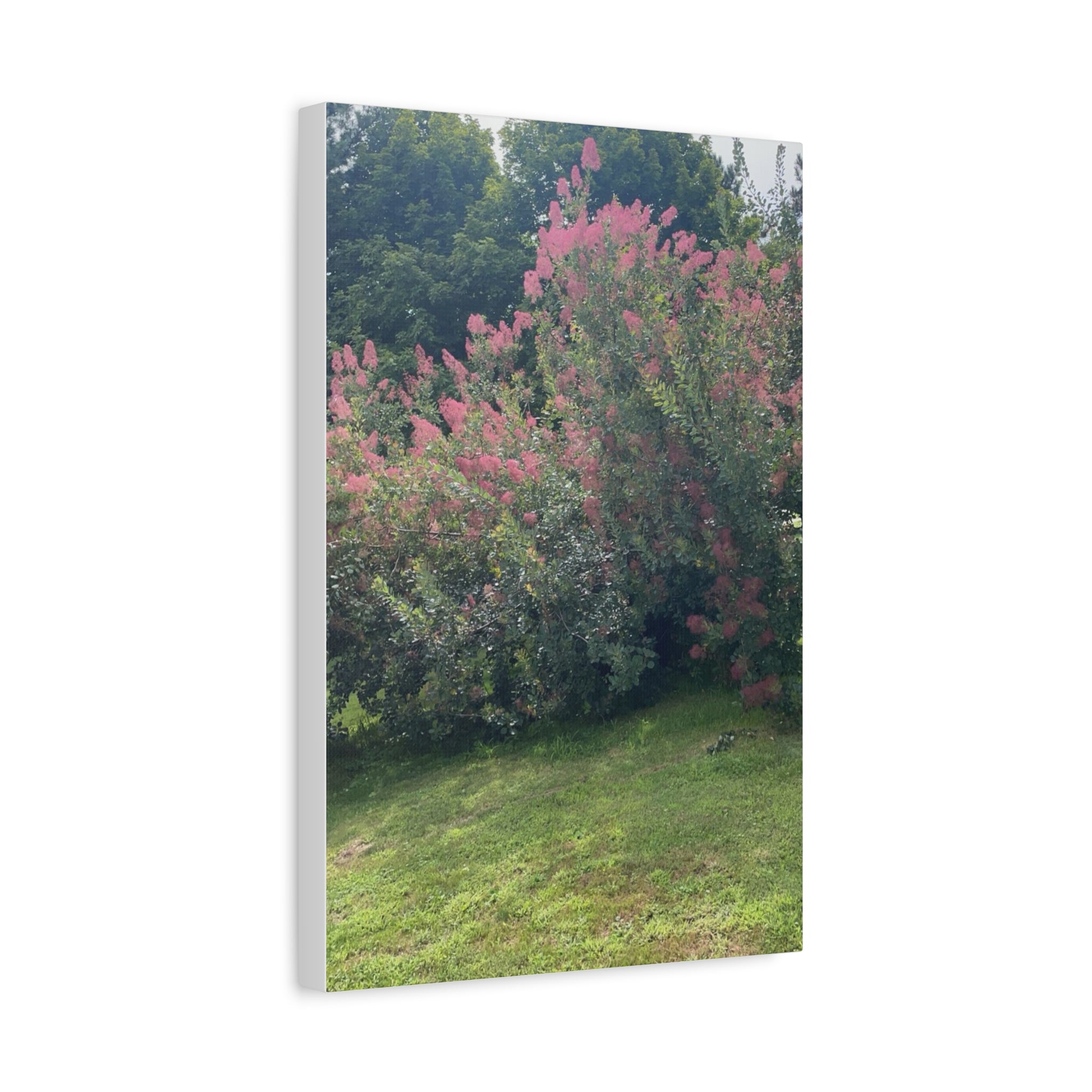 Smoke Bush Matte Canvas Print — Stretched 1.25" Wall Art