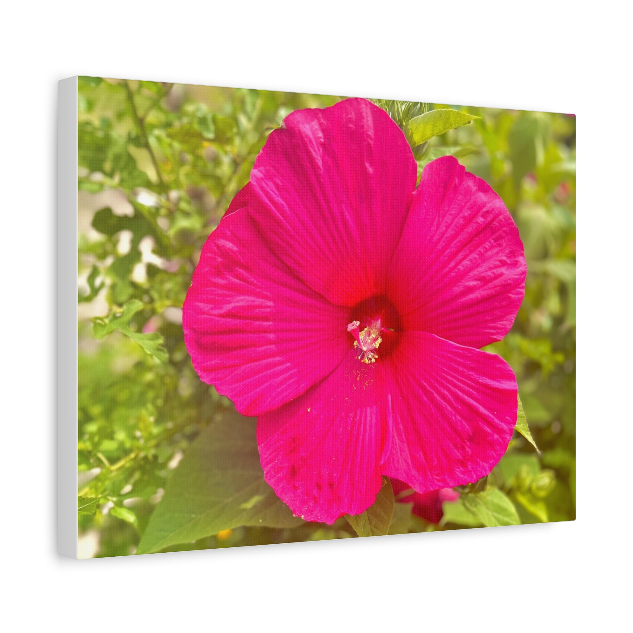 Pink Hibiscus Floral Canvas Print — Matte Stretched Wall Art