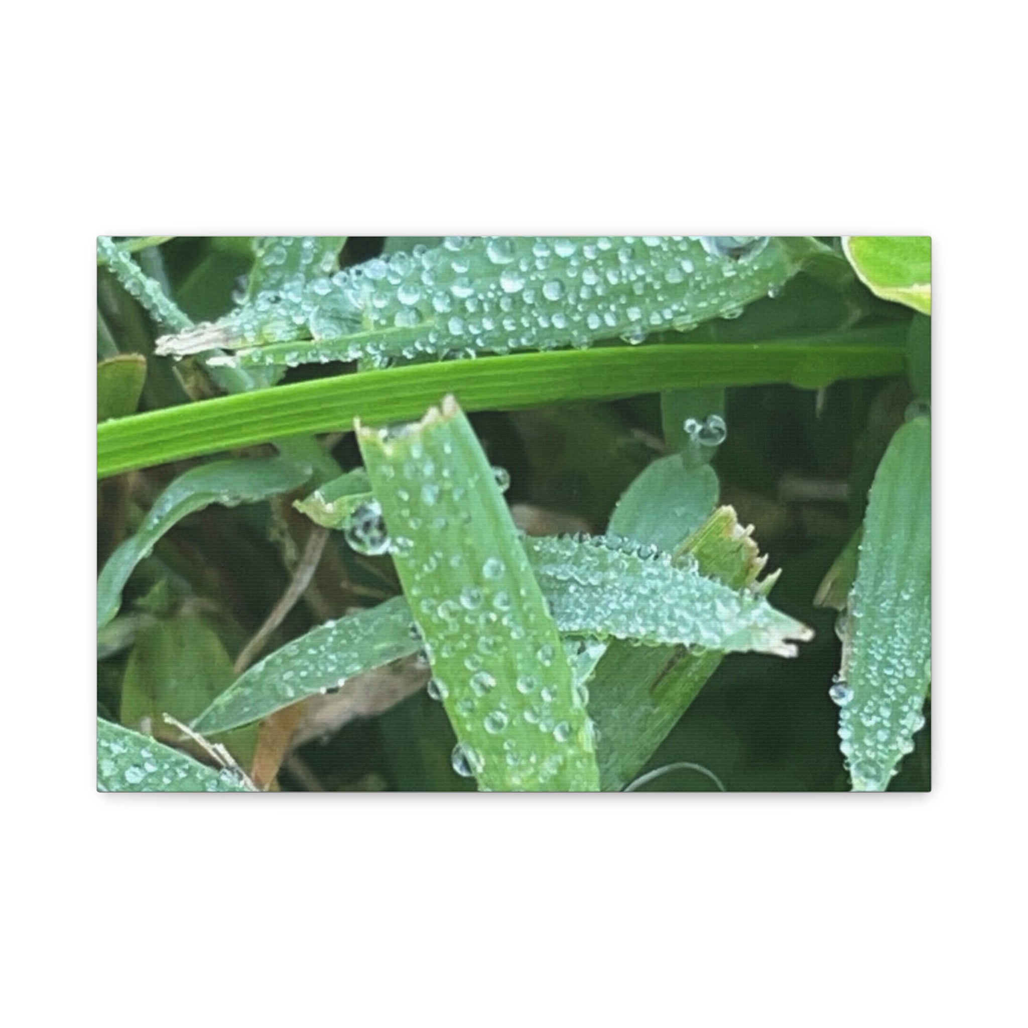 Dew-Kissed Grass Matte Canvas Wall Art