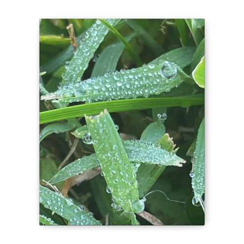 Dew-Kissed Grass Matte Canvas Wall Art
