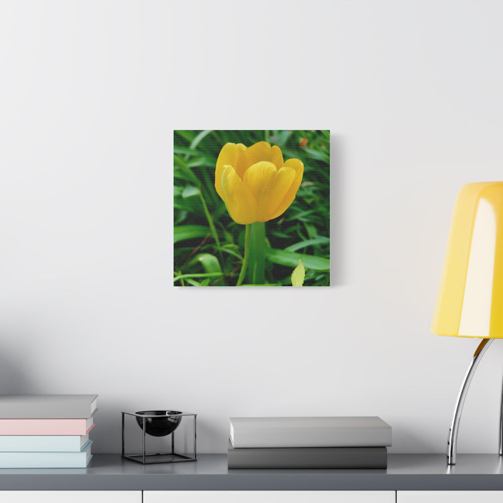 Yellow Tulip Canvas Print