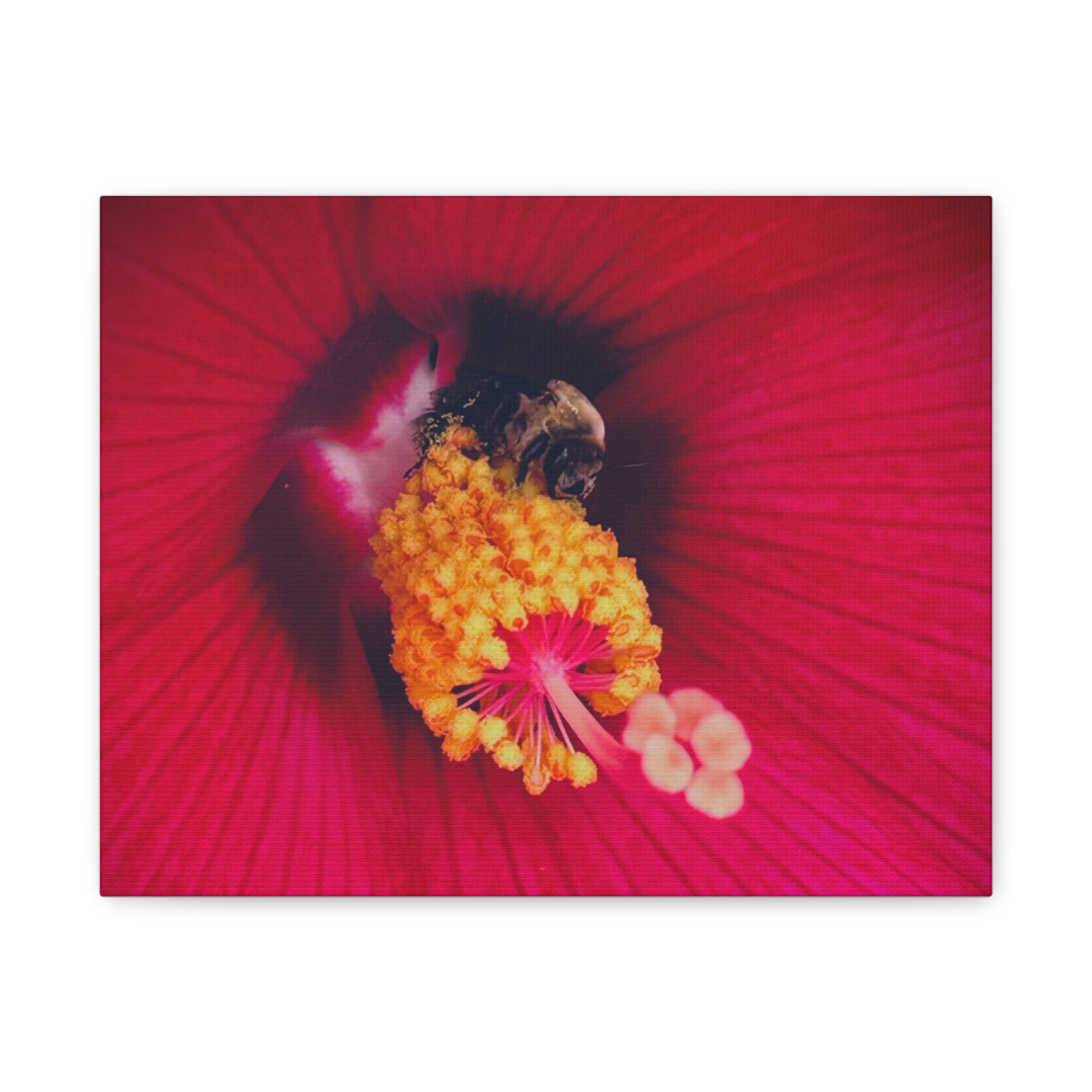 Sleeping Bee Canvas Print — Vibrant Floral Wall Art