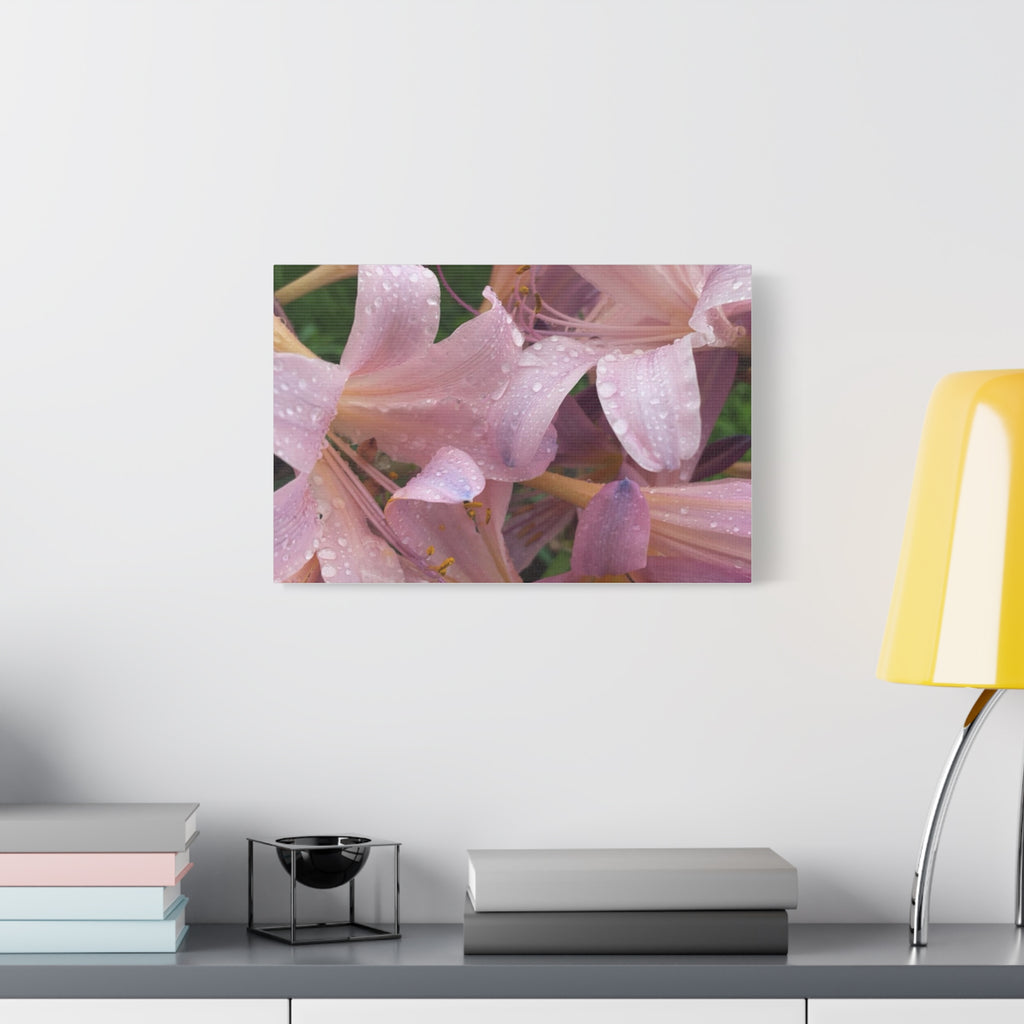 Pink Rain Lily Canvas Print — Matte Stretched Wall Art