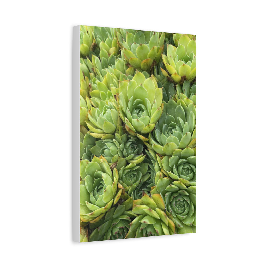 Succulent Wall Art Canvas – Green Succulent Garden Matte Stretched Print