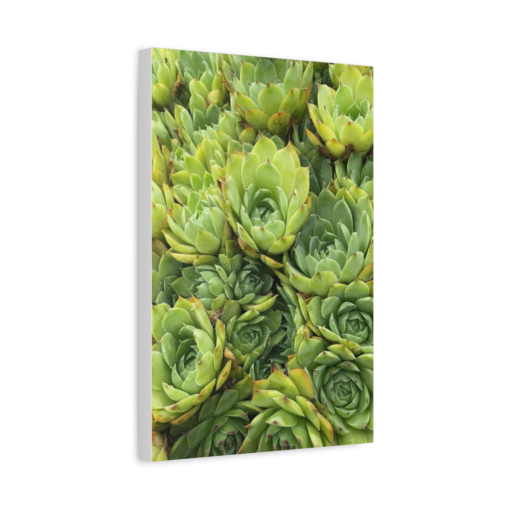 Succulent Wall Art Canvas – Green Succulent Garden Matte Stretched Print
