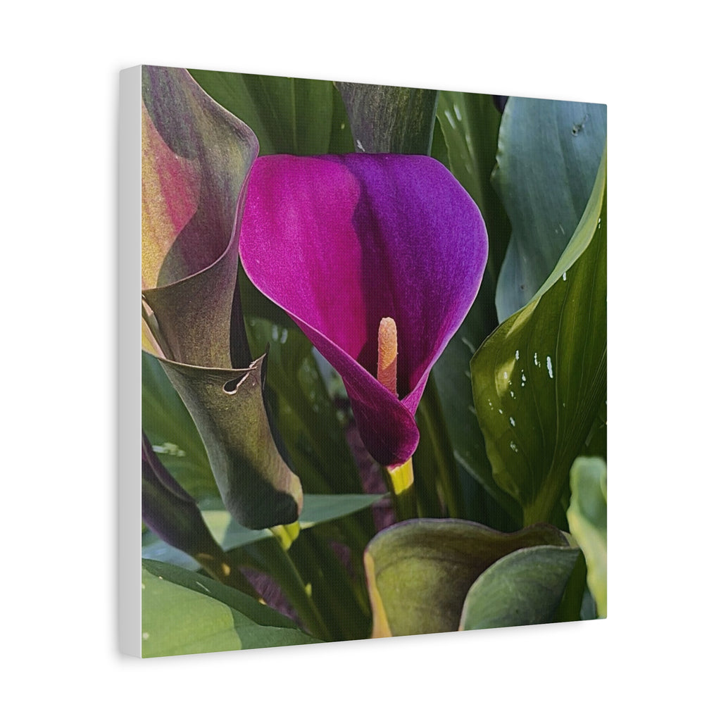 Purple Calla Lily Canvas Print