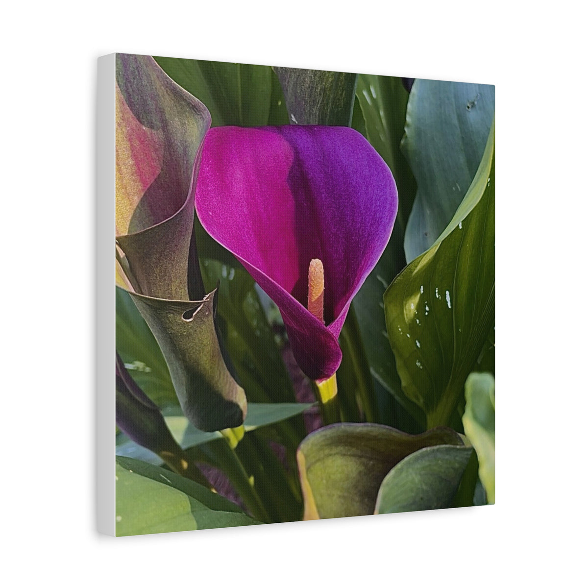 Purple Calla Lily Canvas Print