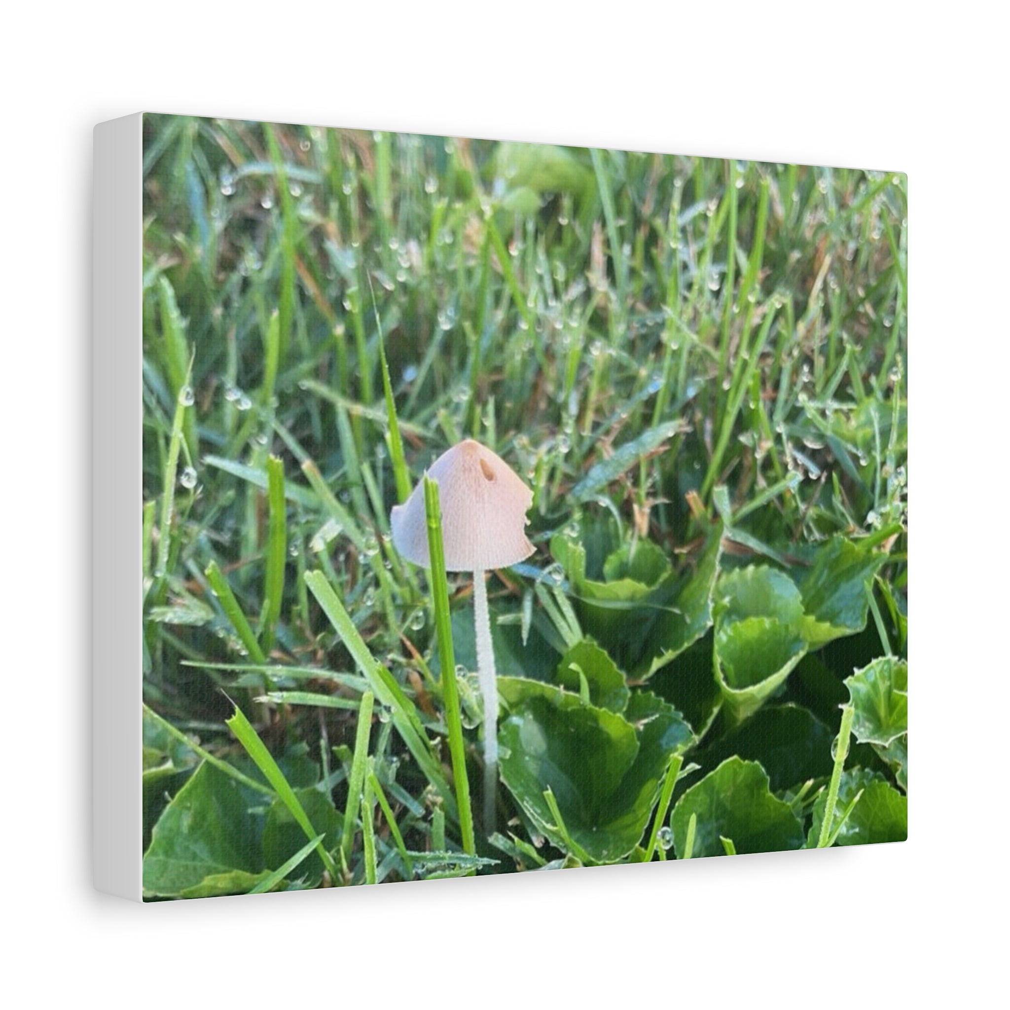 Mushroom in Grass Matte Canvas Wall Art – Nature Photography, Stretched 1.25"