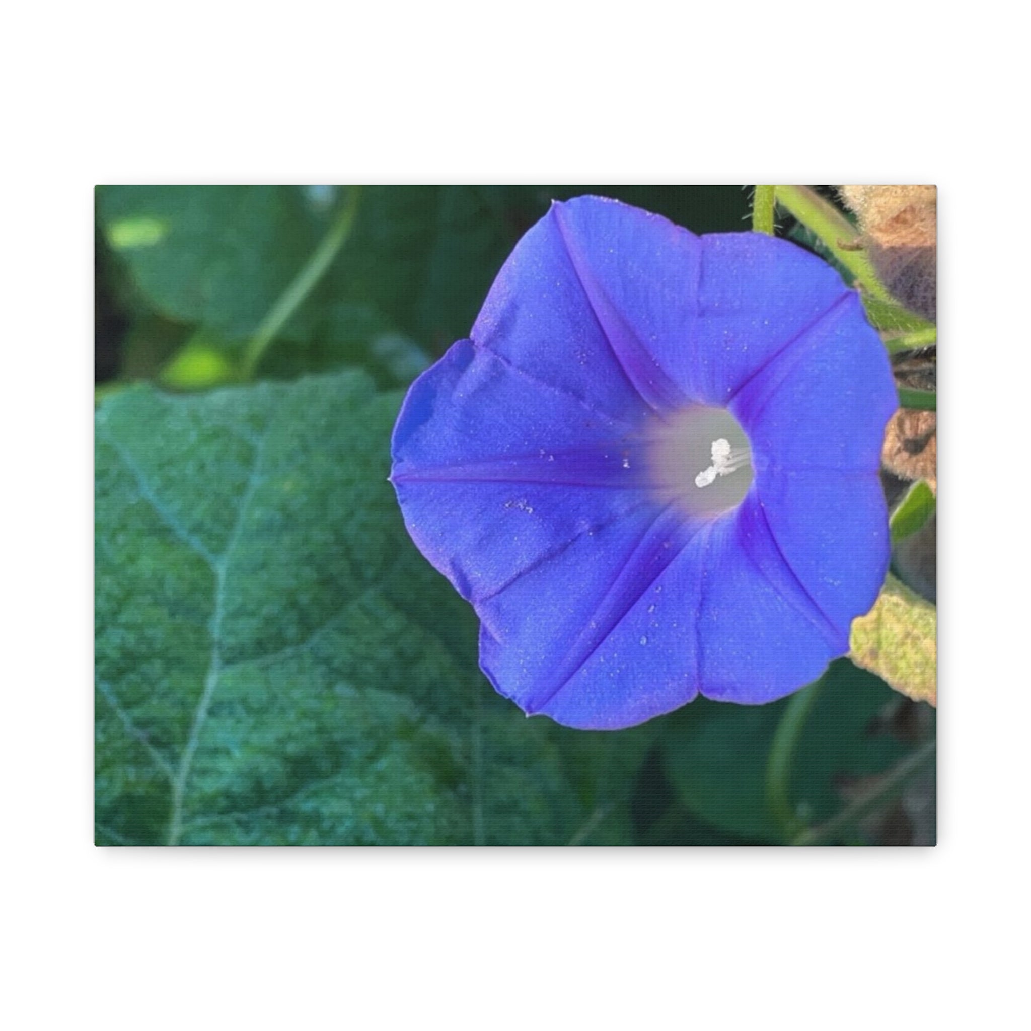 Morning Glory Canvas Wall Art — Vibrant Purple Flower Matte Stretched Canvas