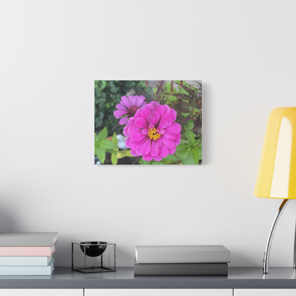 Pink Zinnia Floral Canvas Print — Matte Stretched Wall Art