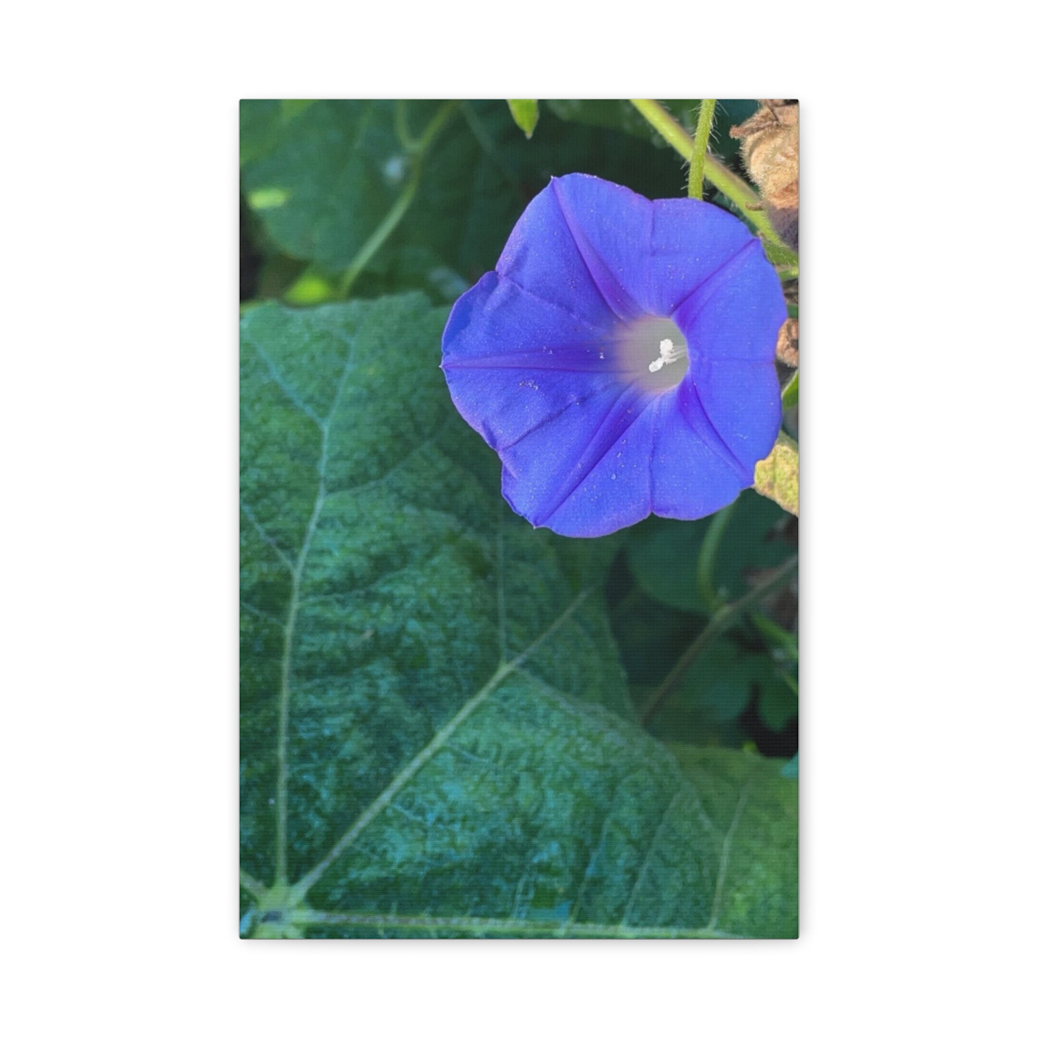 Morning Glory Canvas Wall Art — Vibrant Purple Flower Matte Stretched Canvas
