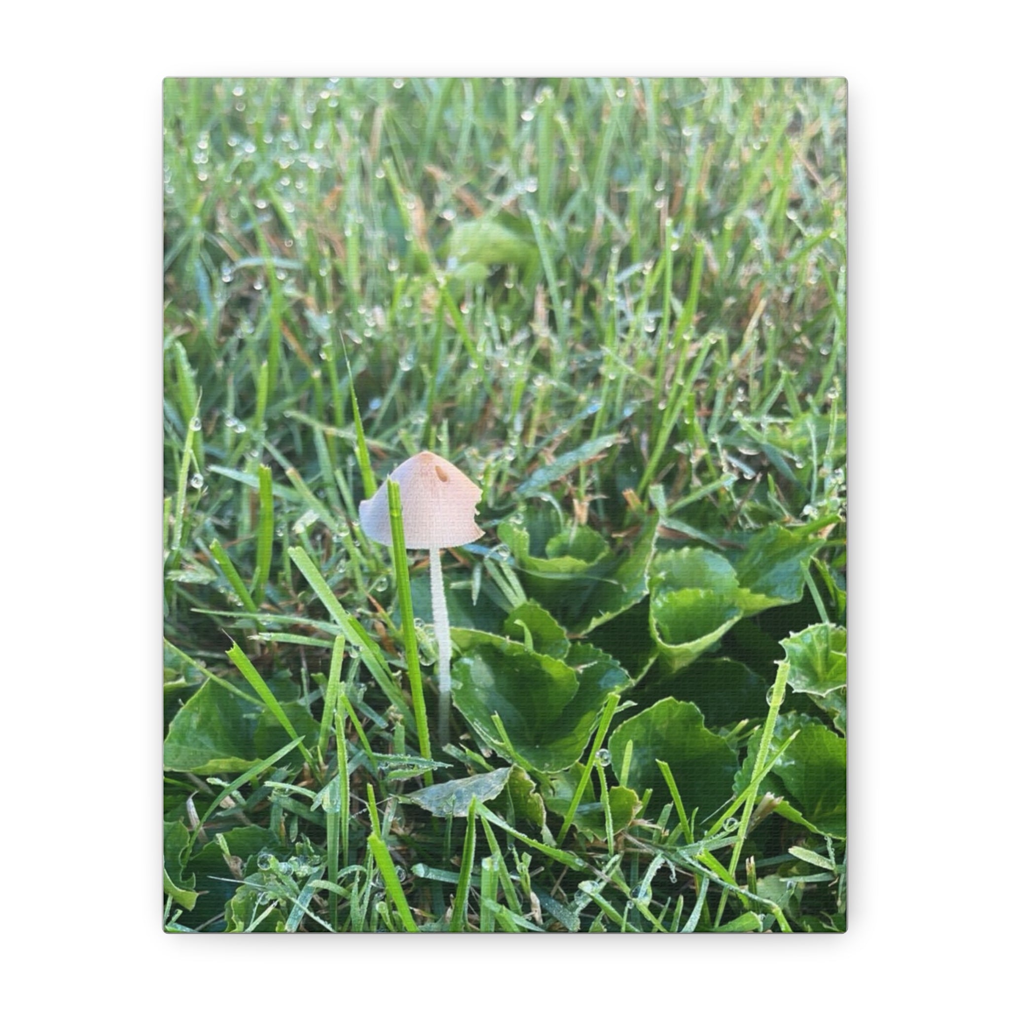 Mushroom in Grass Matte Canvas Wall Art – Nature Photography, Stretched 1.25"