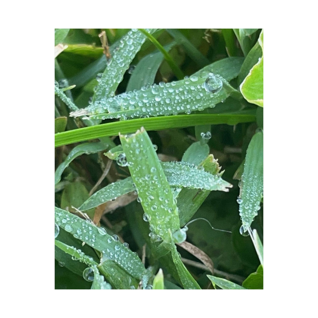 Dewy Grass Matte Poster — Vertical Nature Photography Print