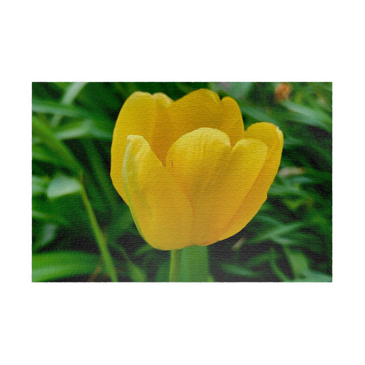 Yellow Tulip Jigsaw Puzzle