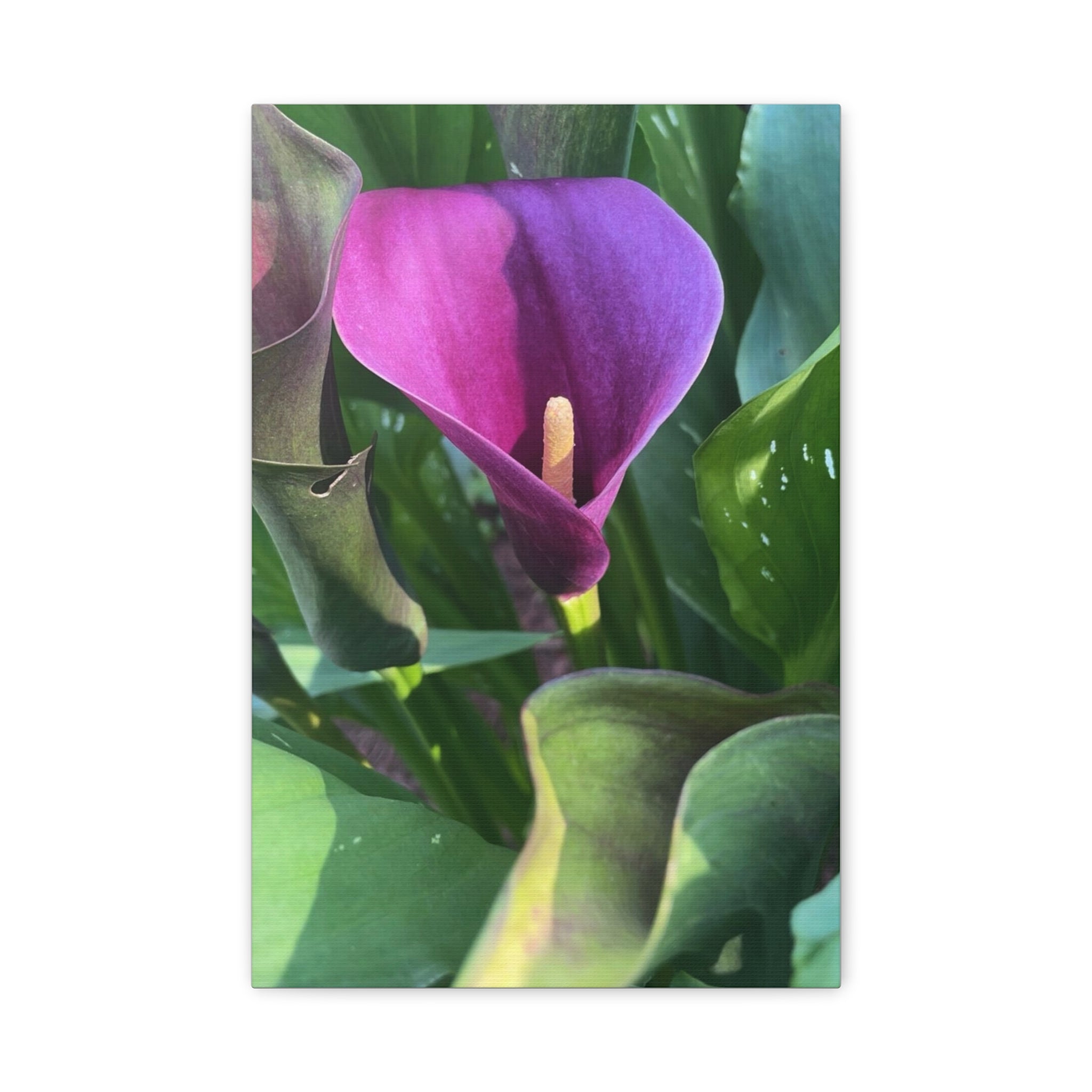Purple Calla Lily Canvas Wall Art — Stretched Matte Floral Print