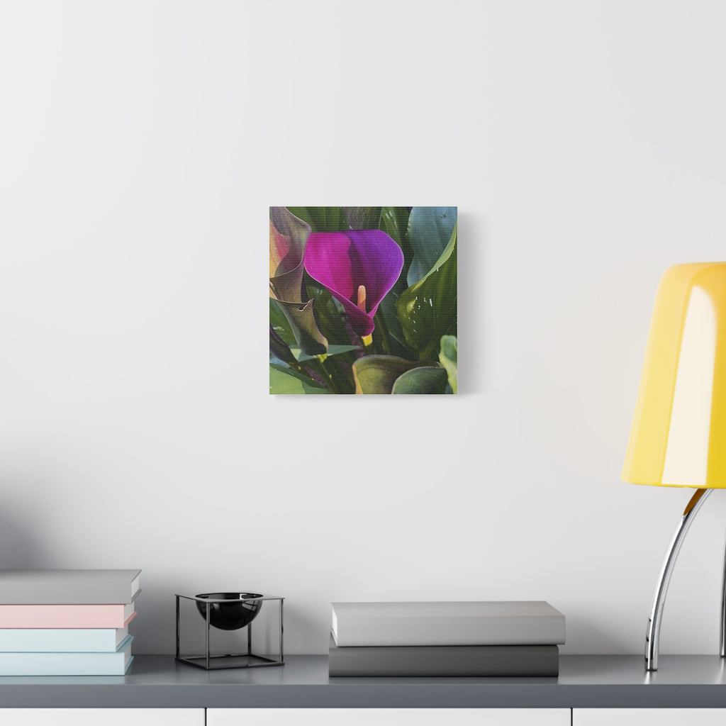 Purple Calla Lily Canvas Print