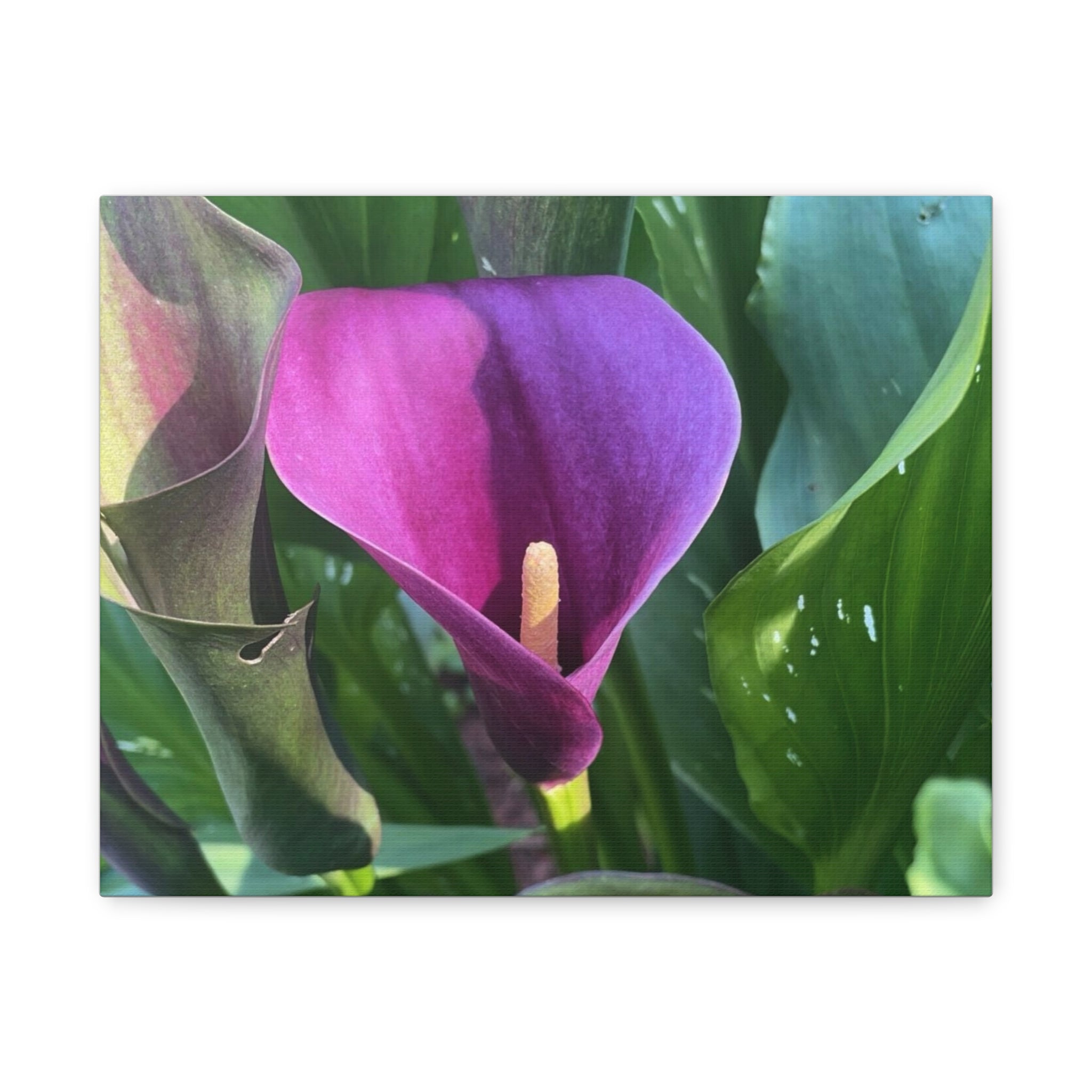 Purple Calla Lily Canvas Wall Art — Stretched Matte Floral Print