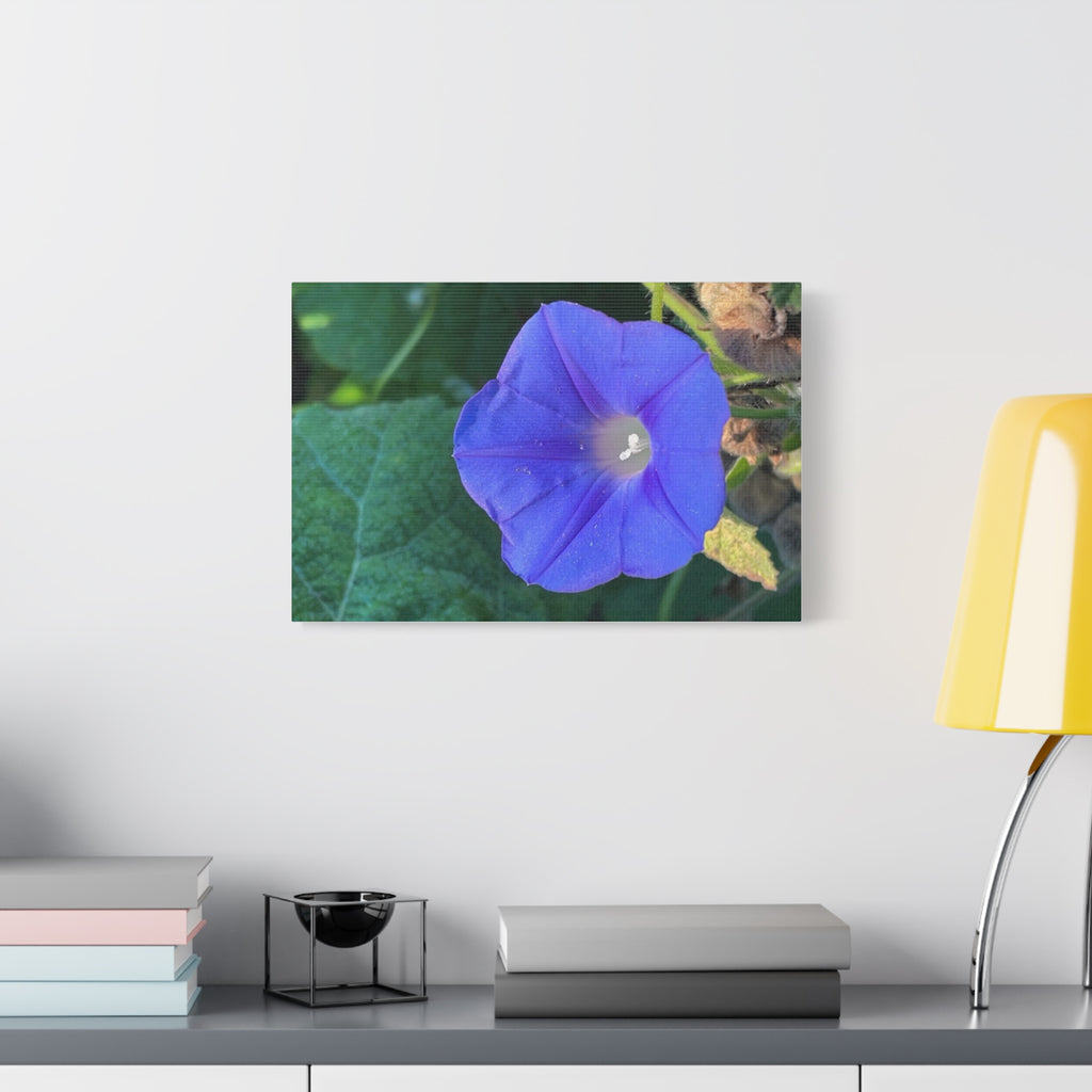 Morning Glory Canvas Wall Art — Vibrant Purple Flower Matte Stretched Canvas