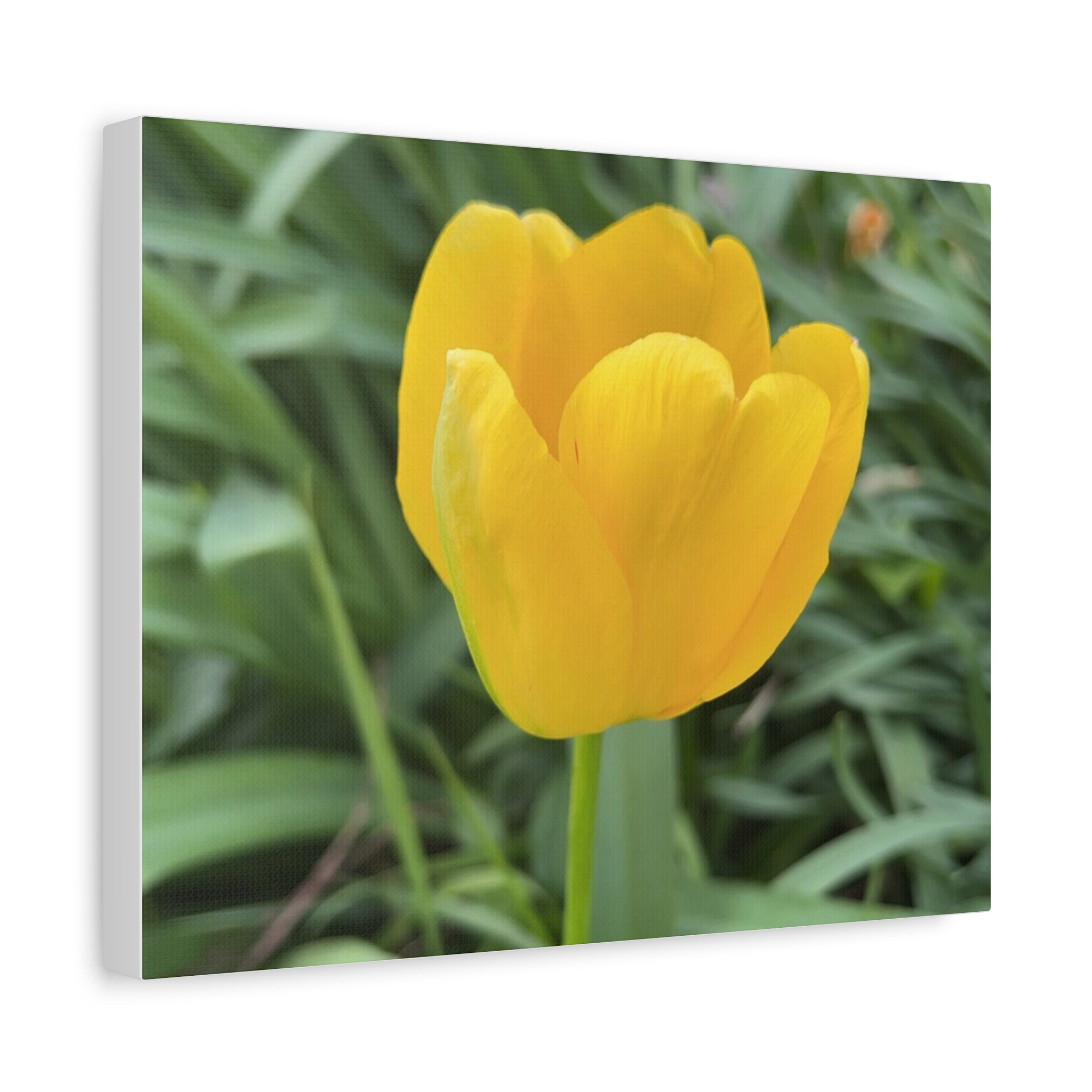 Yellow Tulip Canvas Print — Spring Floral Wall Art, Matte Stretched 1.25"