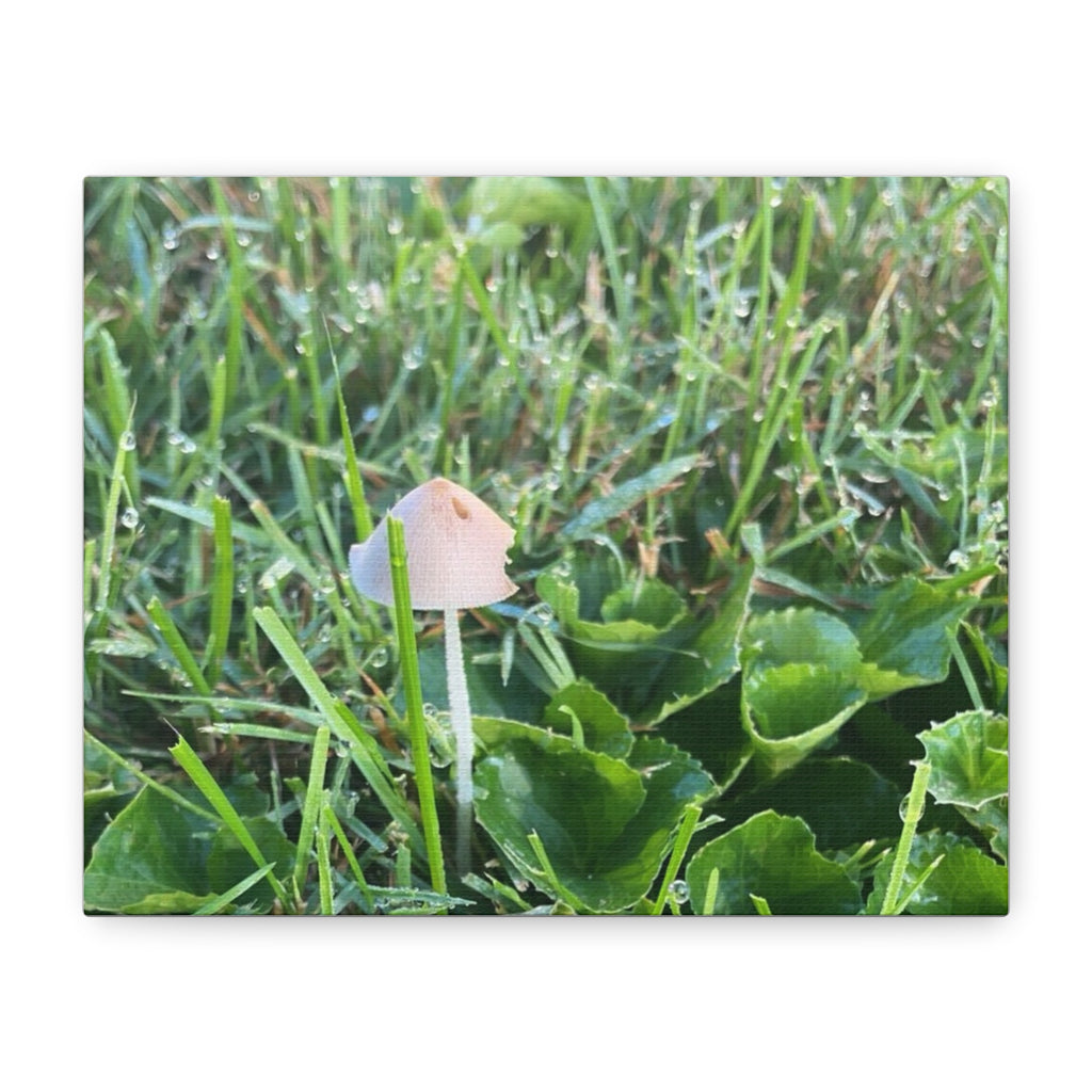 Mushroom in Grass Matte Canvas Wall Art – Nature Photography, Stretched 1.25"