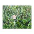 Mushroom in Grass Matte Canvas Wall Art – Nature Photography, Stretched 1.25"