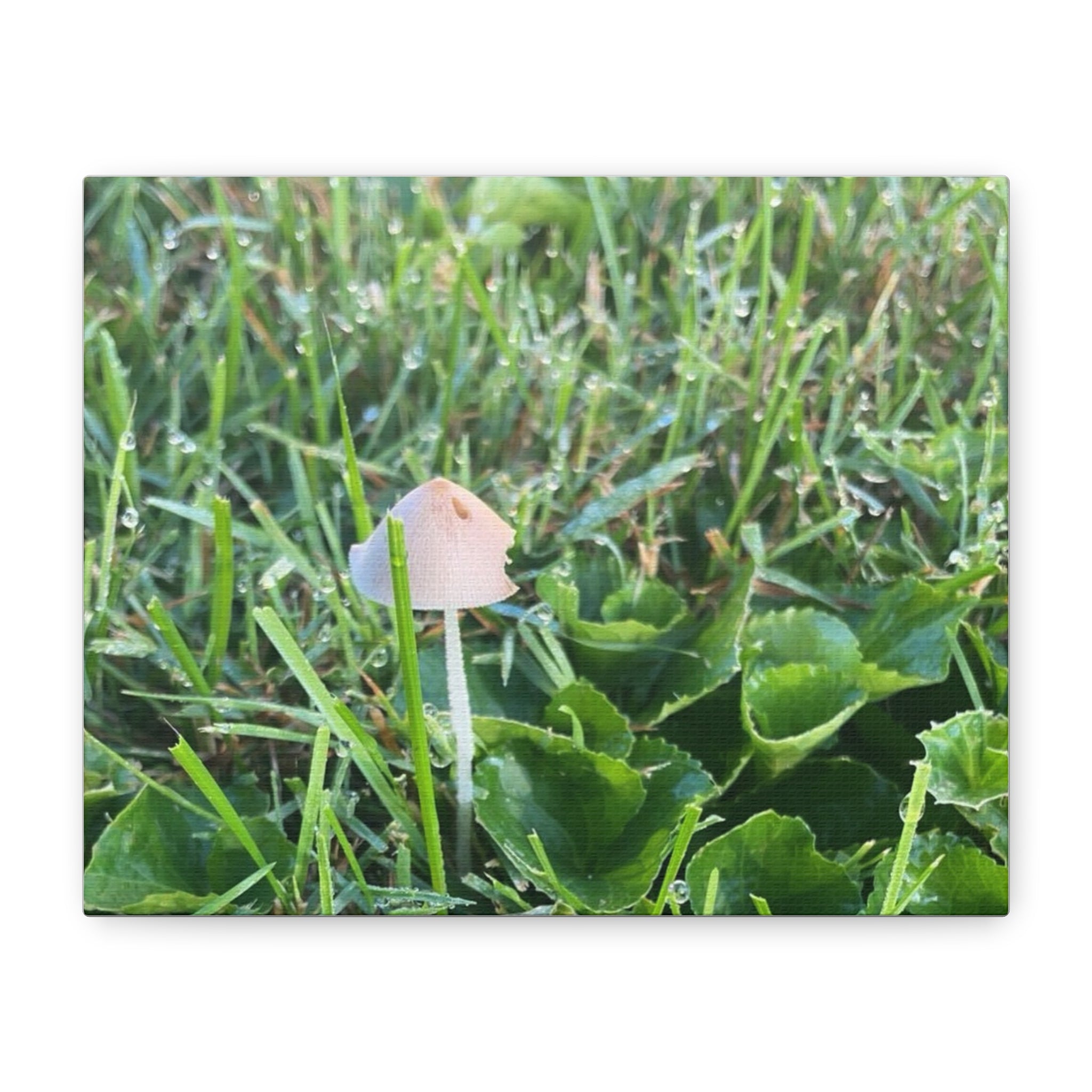 Mushroom in Grass Matte Canvas Wall Art – Nature Photography, Stretched 1.25"