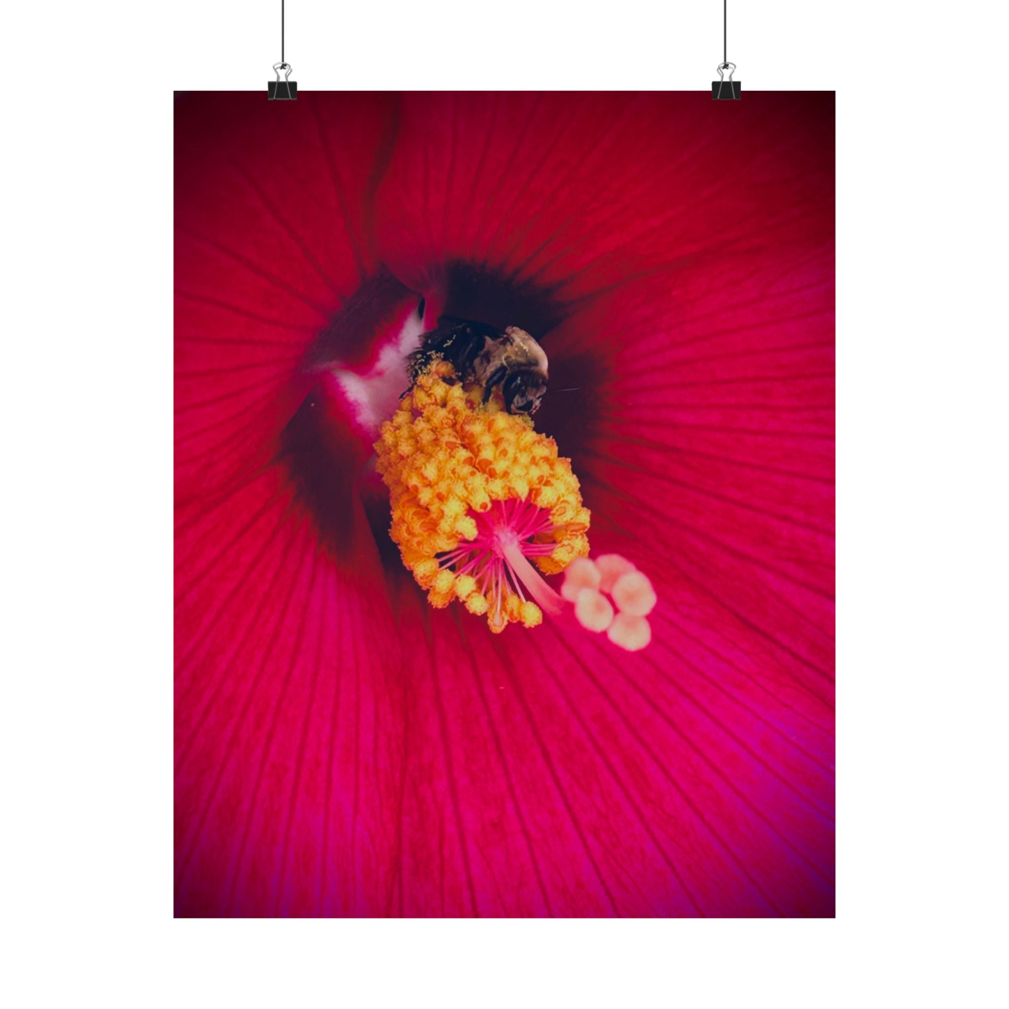 Floral Close-Up Matte Poster — Red Hibiscus with Bee