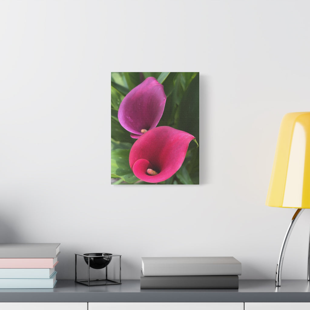 Two Pink Calla Lily Canvas Print — Matte Stretched Floral Wall Art