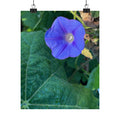 Morning Glory Floral Poster — Matte Vertical Botanical Wall Art