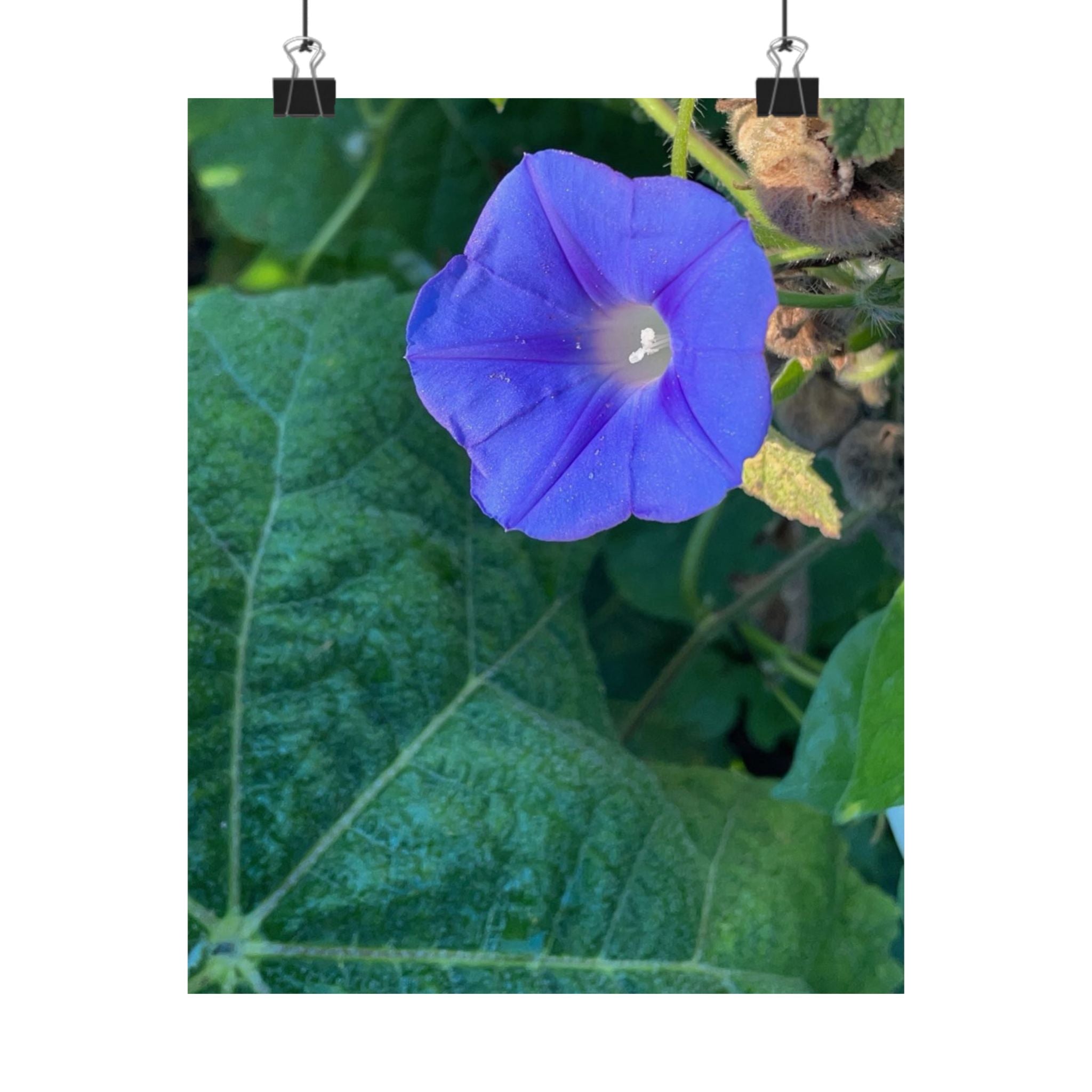 Morning Glory Floral Poster — Matte Vertical Botanical Wall Art